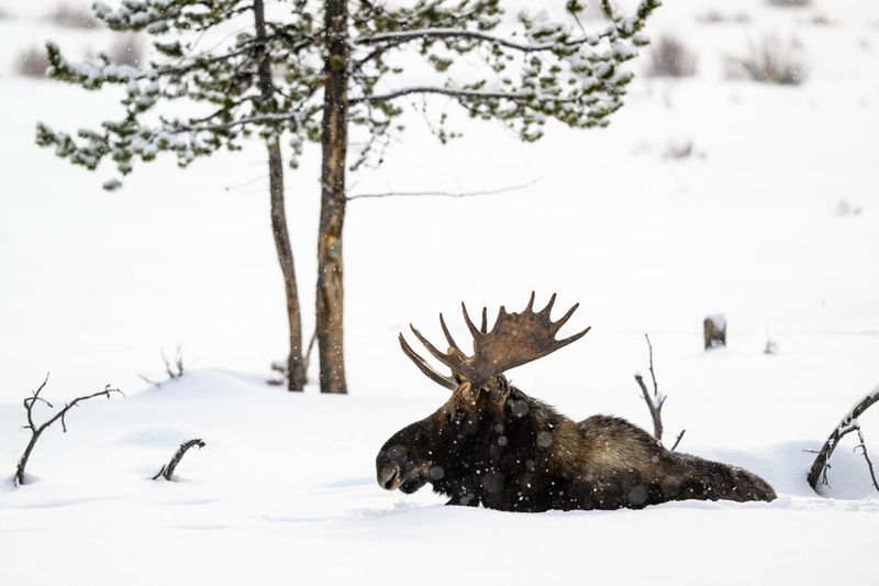 Notes from the Field- Winter in Yellowstone National Park with Don Toothaker