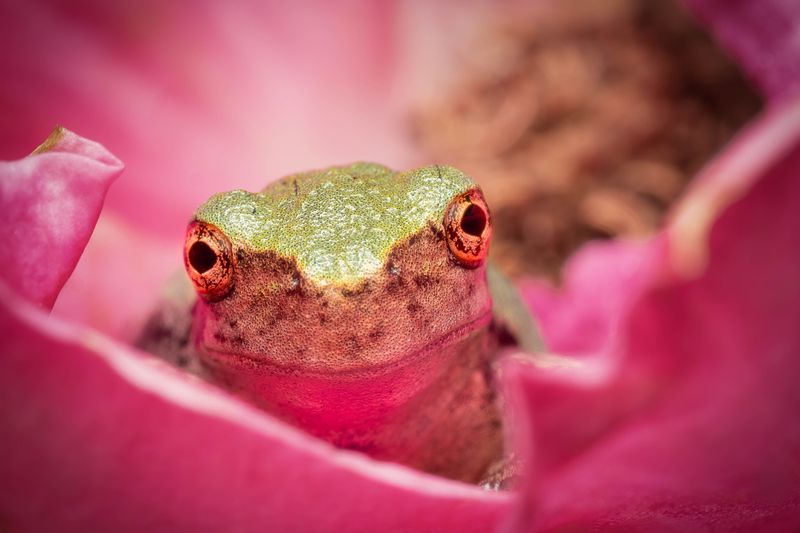 Special Guest Series- Mastering Macro Composition with Emilie Talpin