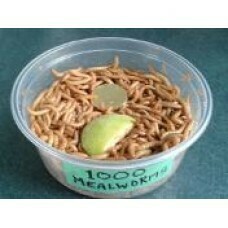 Meal Worms (75 Pack)
