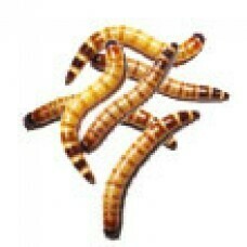 Super Worms (25 pack)