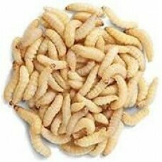 75 Wax Worms