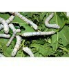 Silk Worms XL