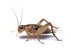 Crickets (12 pack) Large