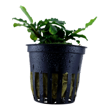 Tropica Bucephalandra pygmaea 'Wavy Green' - Live Plant