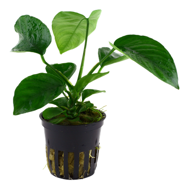 Tropica Anubias barteri var. caladiifolia - Live Plant