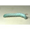 Small Horn Worms