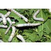 Silk Worms Small