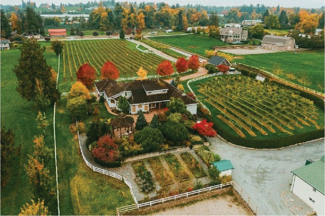 VINES &amp; WINES