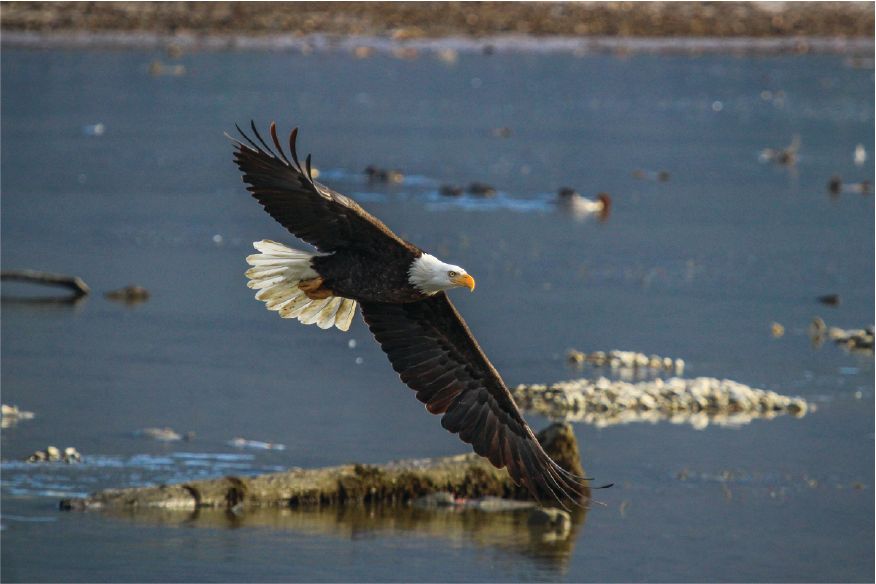 HARRISON BALD EAGLE TOUR