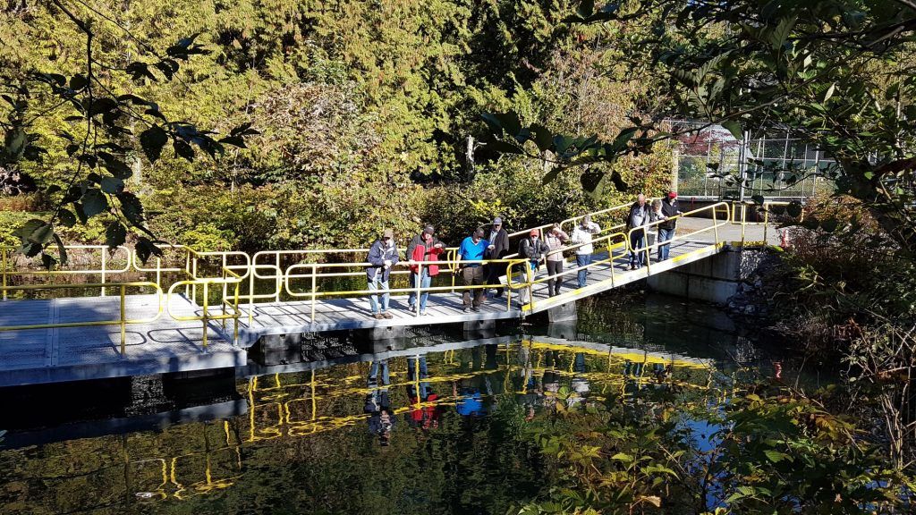 HARRISON SALMON RUN