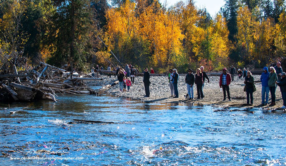 ADAMS RIVER SALMON RUN