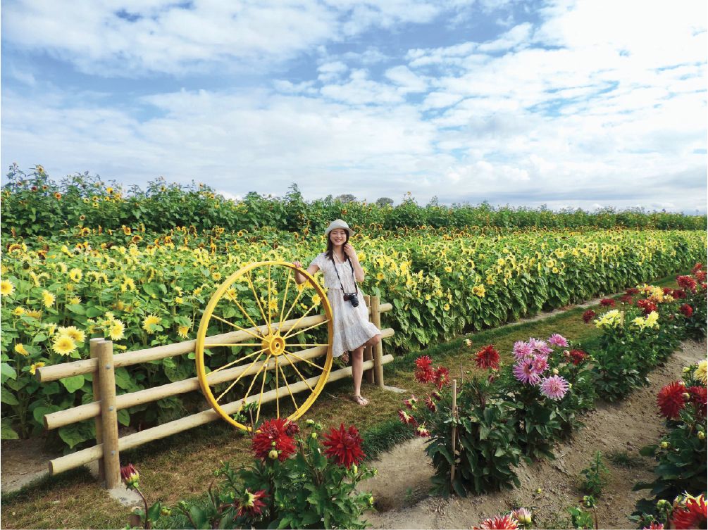 RICHMOND SUNFLOWER FESTIVAL