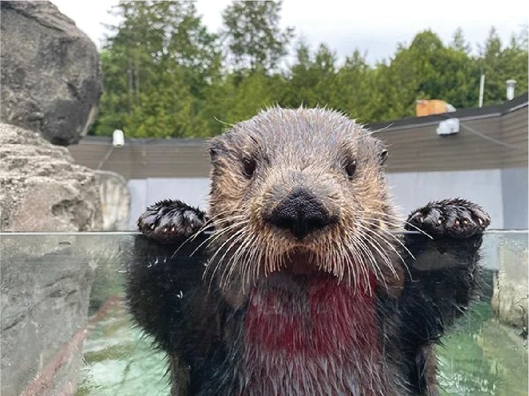 VANCOUVER AQUARIUM + TEAHOUSE IN STANLEY PARK