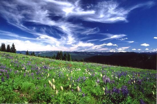 ALPINE MEADOWS WILDFLOWERS