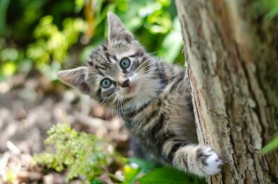 Katten