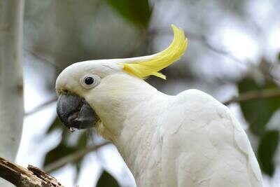 Vogels