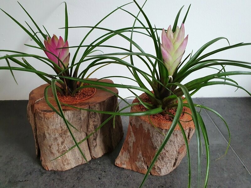 Boomstam bloempot