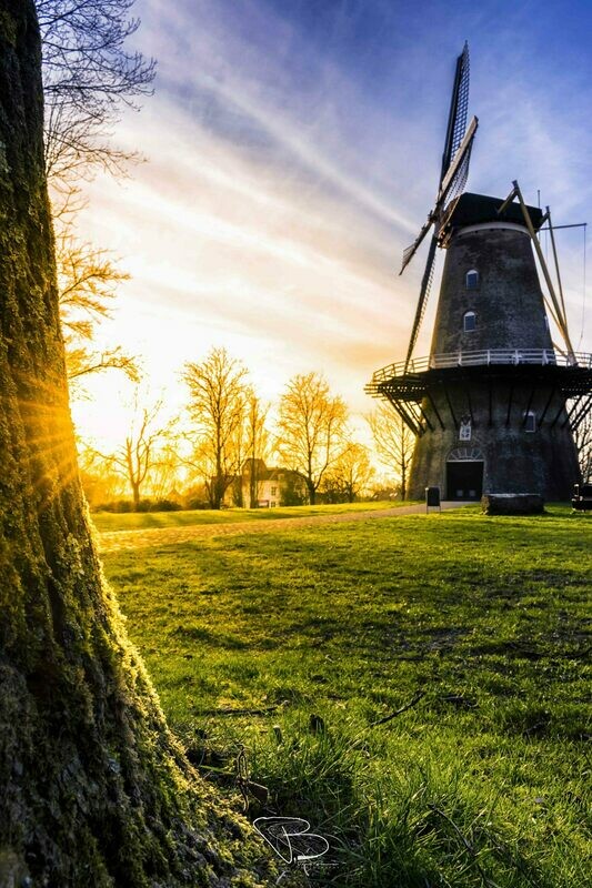Spring Sun