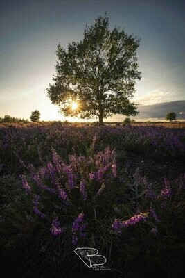 Bloom 2