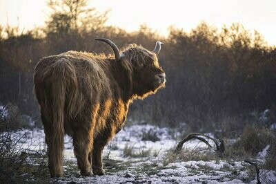 Schotse Hooglander in winters landschap