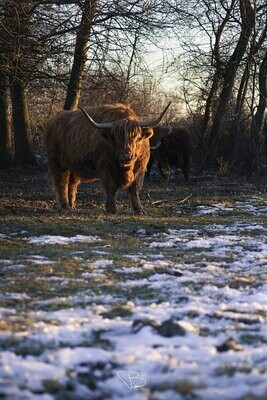 Schotse Hooglander warmt zich op in de winterzon