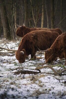 Schotse Hooglanders in winters bos 2