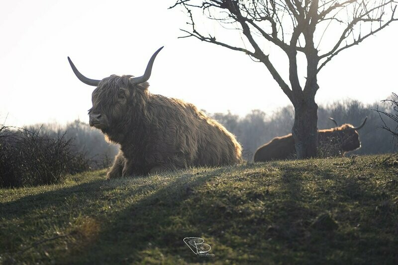 Queen of the Hill