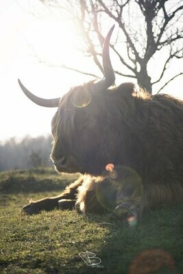 Schotse Hooglander in het lente zonnetje