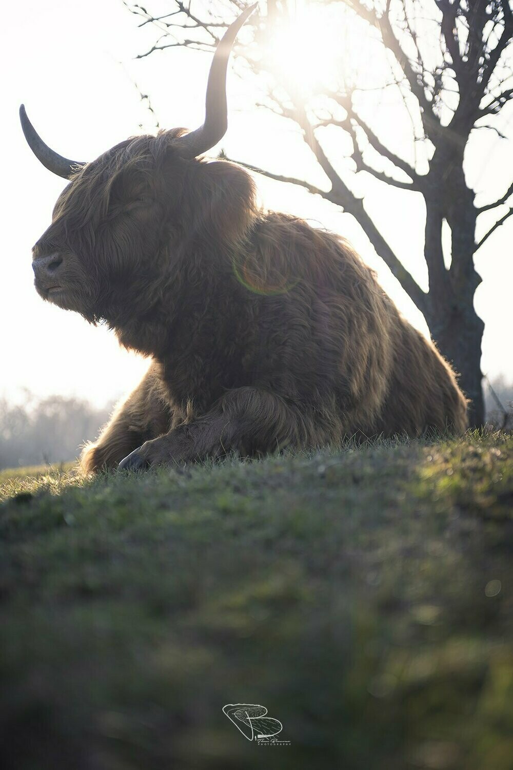 Schotse Hooglander in het Zeeuwse landschap