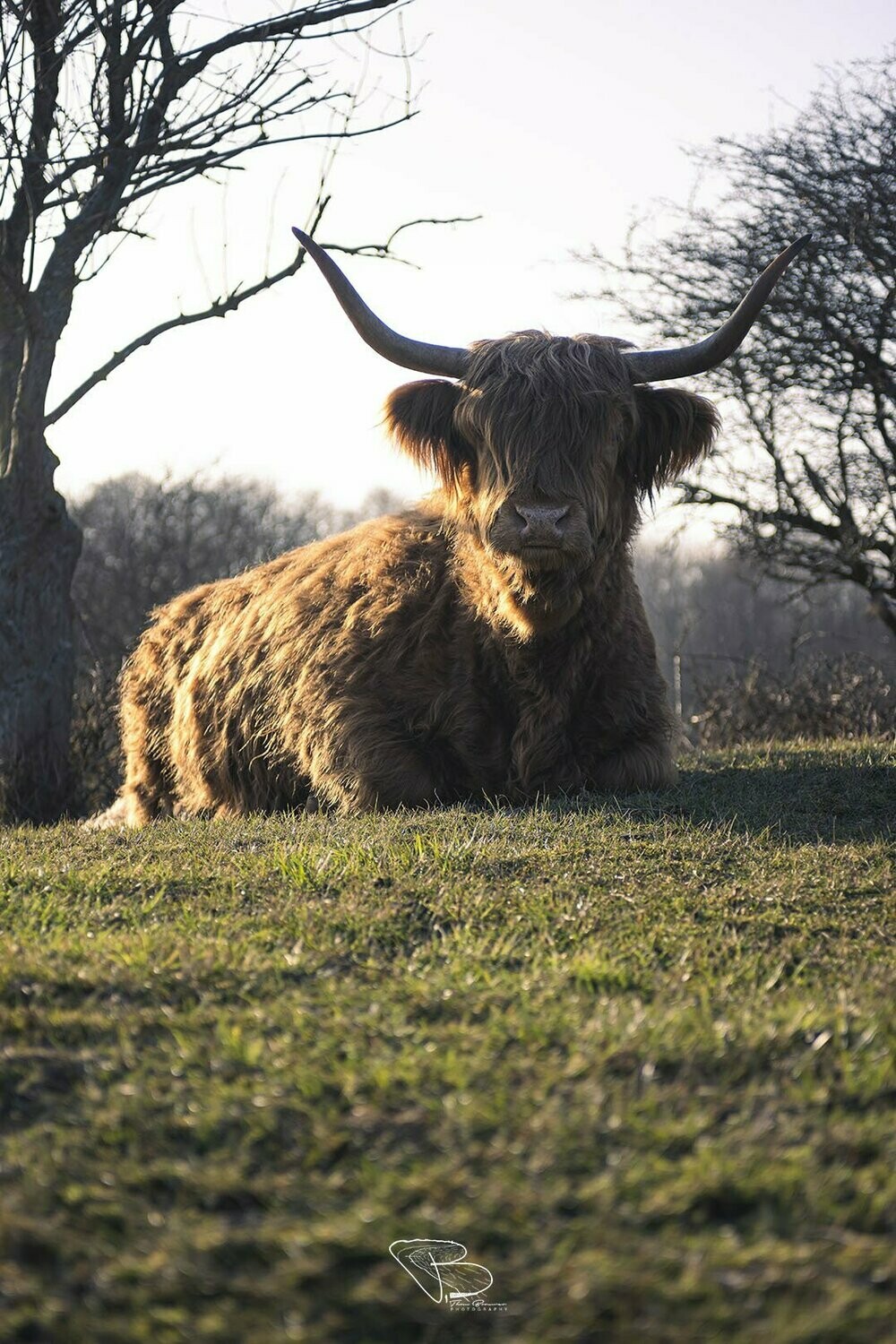 Schotse Hooglander rust uit