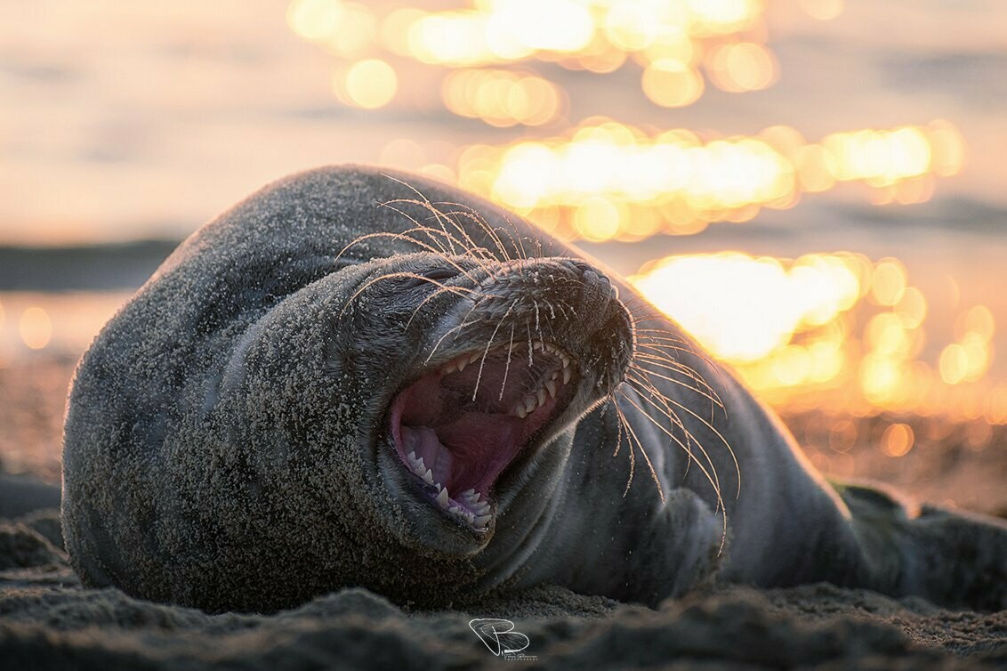 Zeehond gapend op het strand