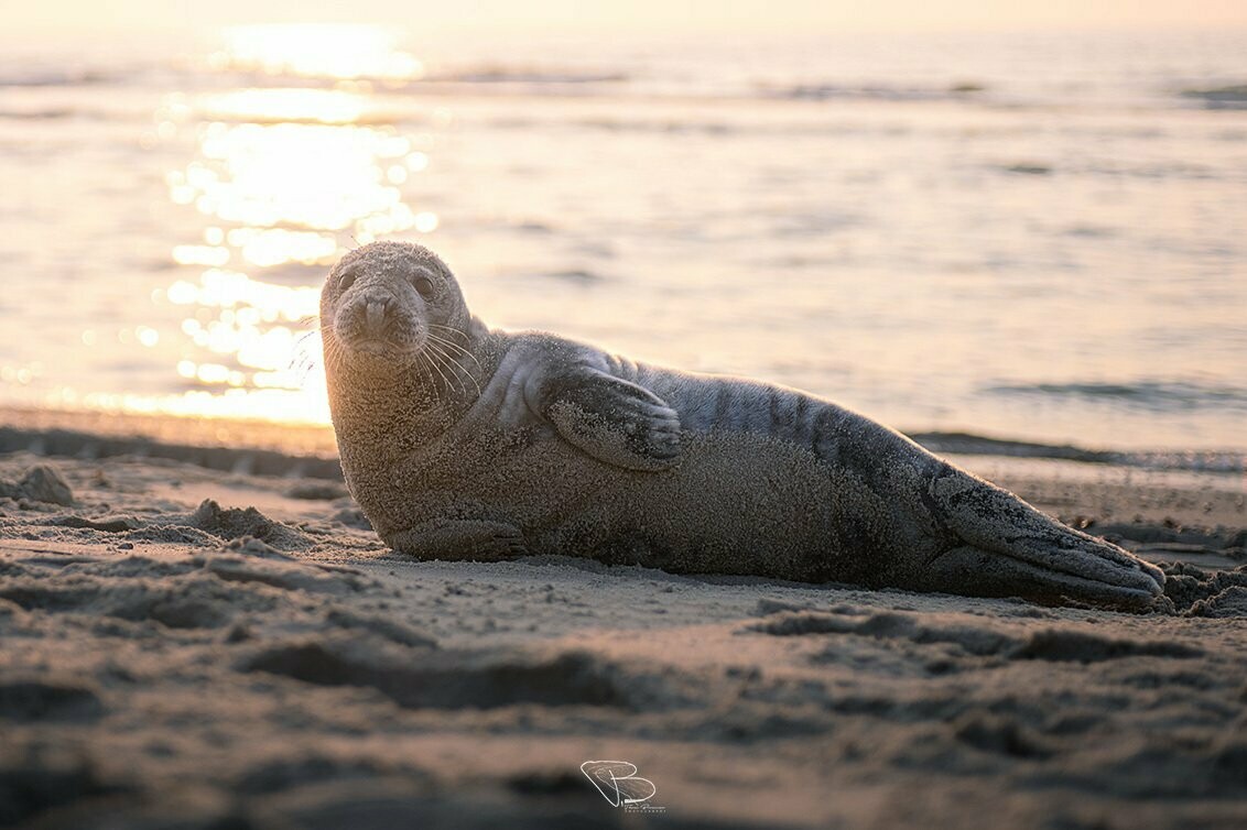 Luieren aan het strand