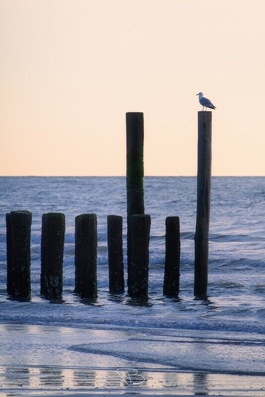 Zeemeeuw aan zee
