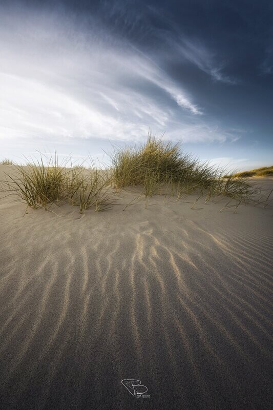Cast No Shadow (duinen Oostkapelle)