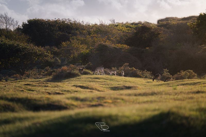 Herten grazen in duingebied Oostkapelle Herten grazen in duingebied Oostkapelle