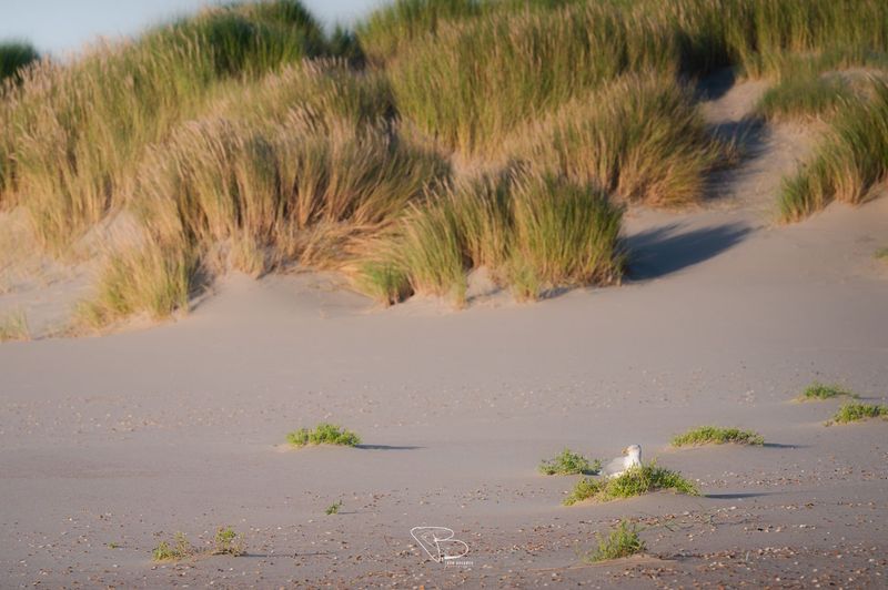 Meeuw te midden van duinlandschap Meeuw te midden van duinlandschap