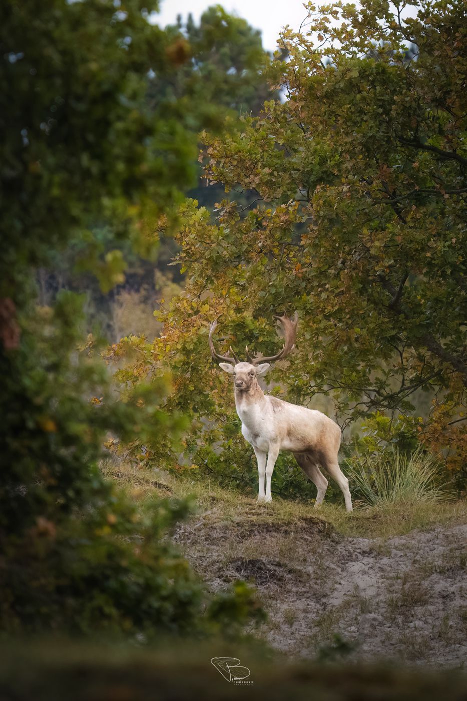 Damhert tussen herfstkleuren
