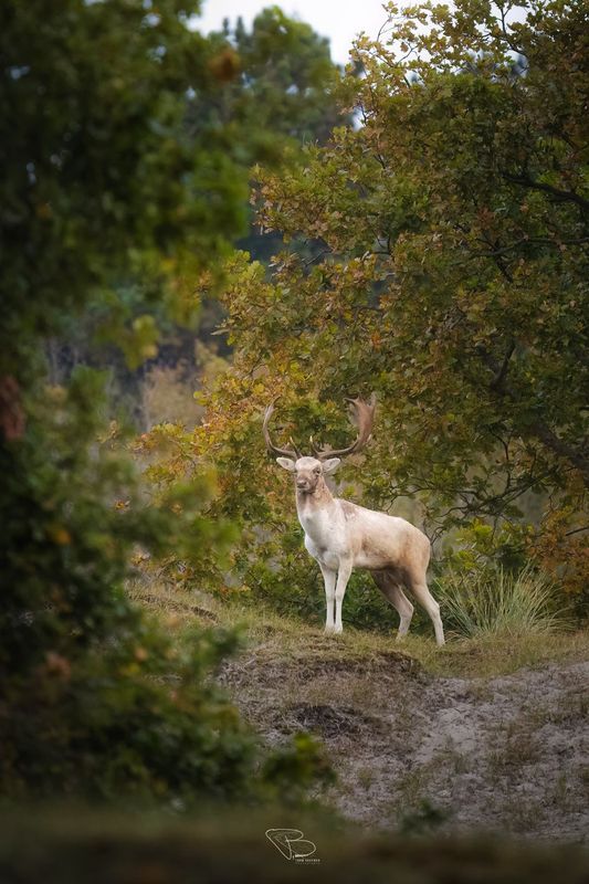 Damhert tussen herfstkleuren Damhert tussen herfstkleuren