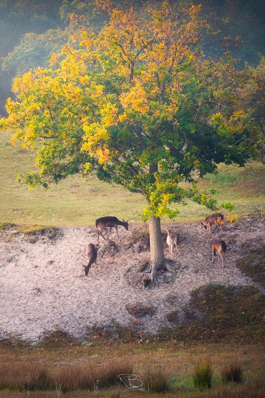 Damherten onder eikenboom in herfstkleuren Damherten onder eikenboom in herfstkleuren