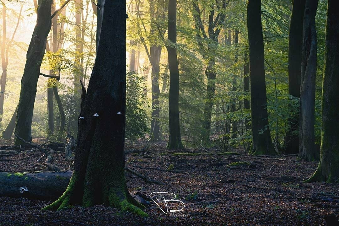 Speulderbos 1 Speulderbos 1