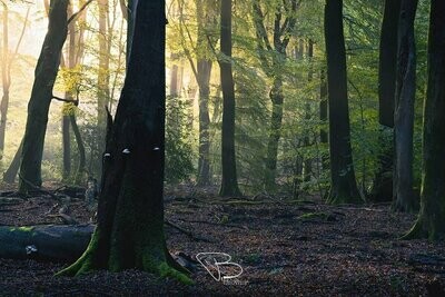 Speulderbos 1 Speulderbos 1