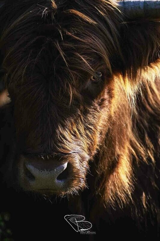 Portret van een Schotse Hooglander