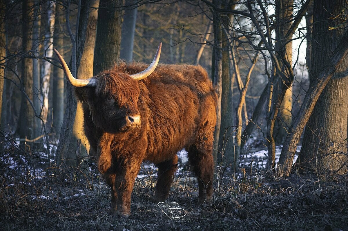 Schotse Hooglander in het warme ochtendlicht Schotse Hooglander in het warme ochtendlicht