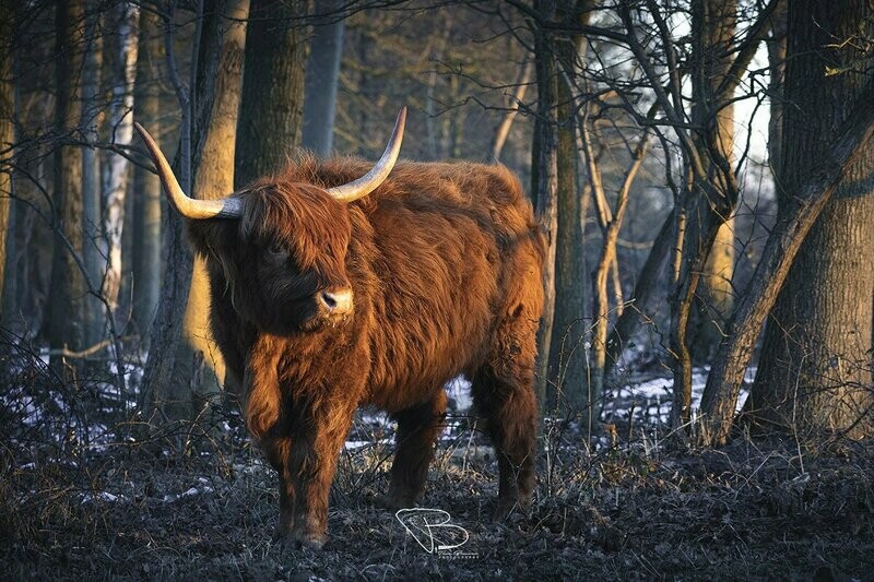 Schotse Hooglander in het warme ochtendlicht