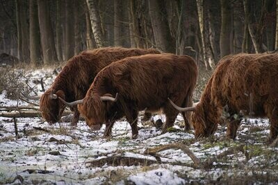 Schotse Hooglanders in winters bos Schotse Hooglanders in winters bos