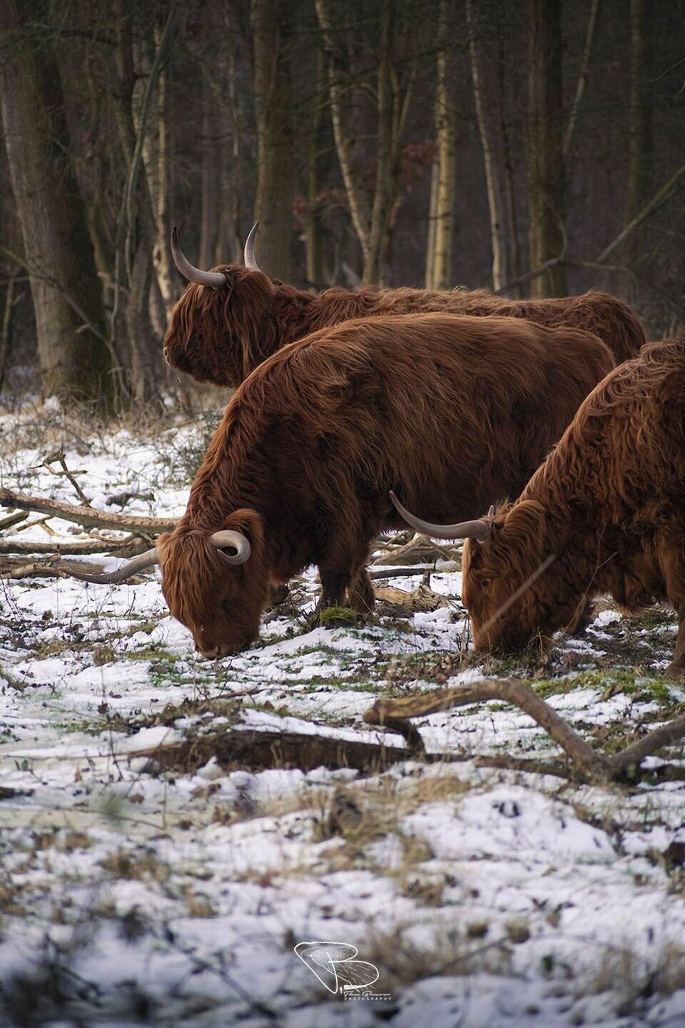 Schotse Hooglanders in winters bos 2 Schotse Hooglanders in winters bos 2