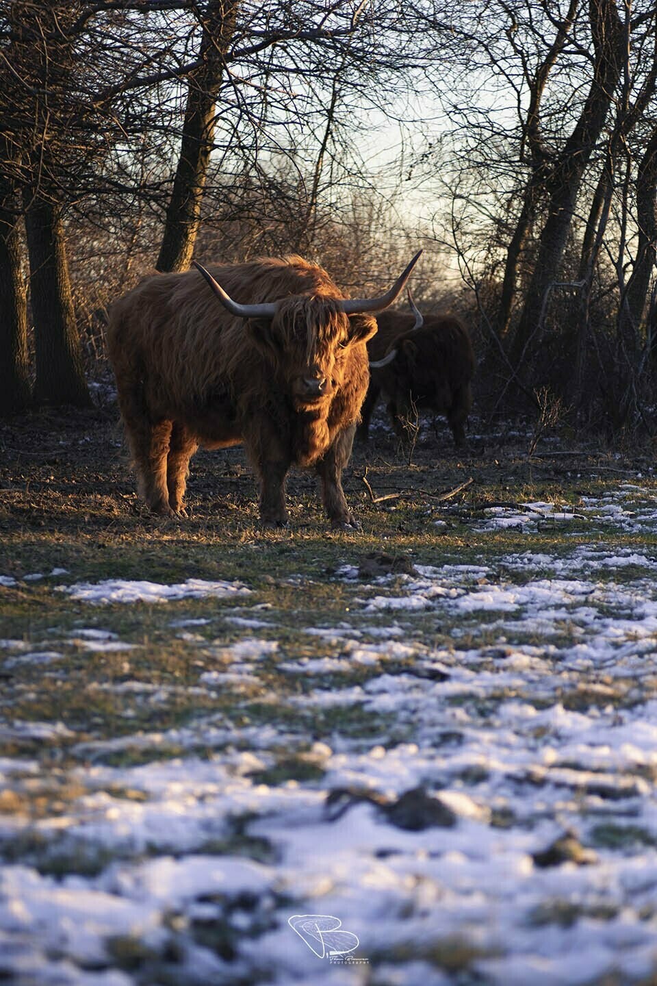 Schotse Hooglander warmt zich op in de winterzon Schotse Hooglander warmt zich op in de winterzon