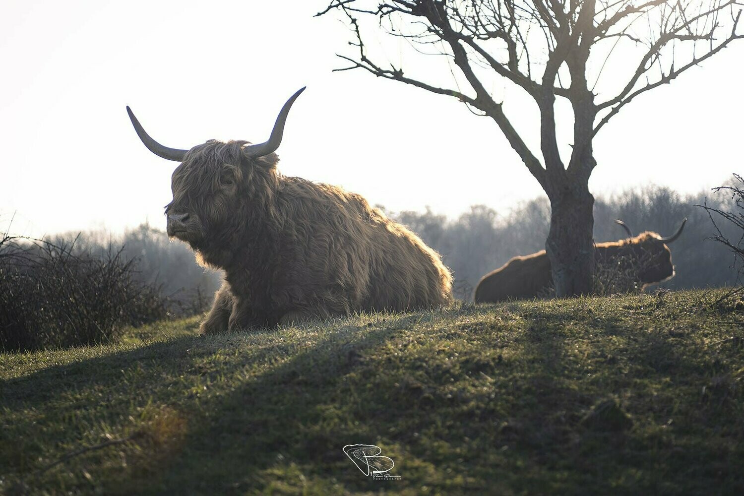 Queen of the Hill Queen of the Hill