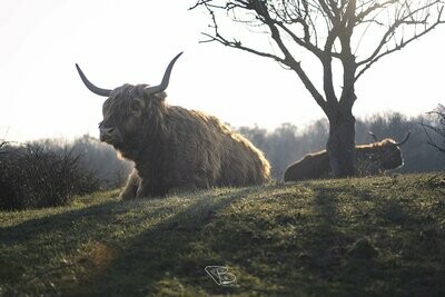 Queen of the Hill Queen of the Hill