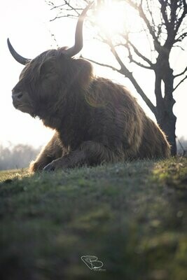 Schotse Hooglander in het Zeeuwse landschap Schotse Hooglander in het Zeeuwse landschap